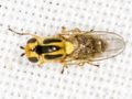 Thaumatomyia hallandica